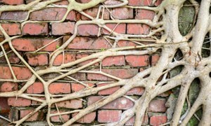 Tree root damaging home